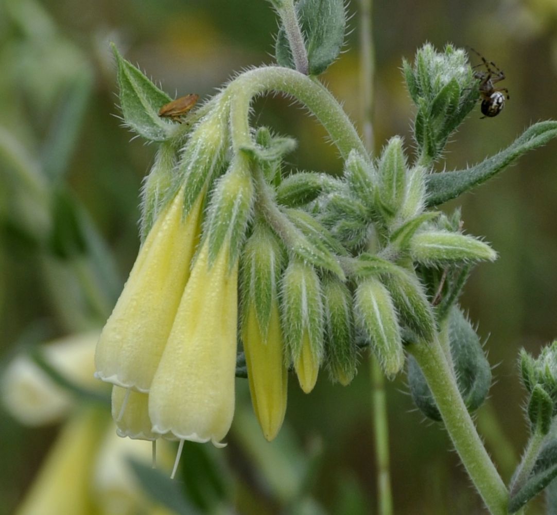 Изображение особи Onosma heterophylla.