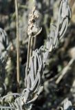 Lavandula pedunculata. Верхушка побега. Испания, Центральная Кордильера, нац. парк Сьерра-де-Гуадаррама, гранитный массив La Pedriza, ок. 1200 м н.у.м. Январь.
