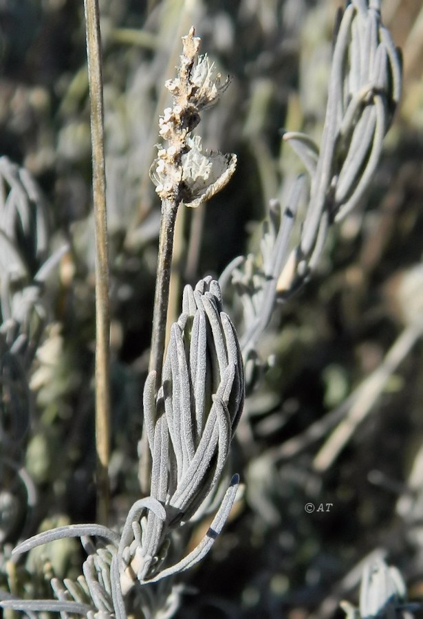 Image of Lavandula pedunculata specimen.