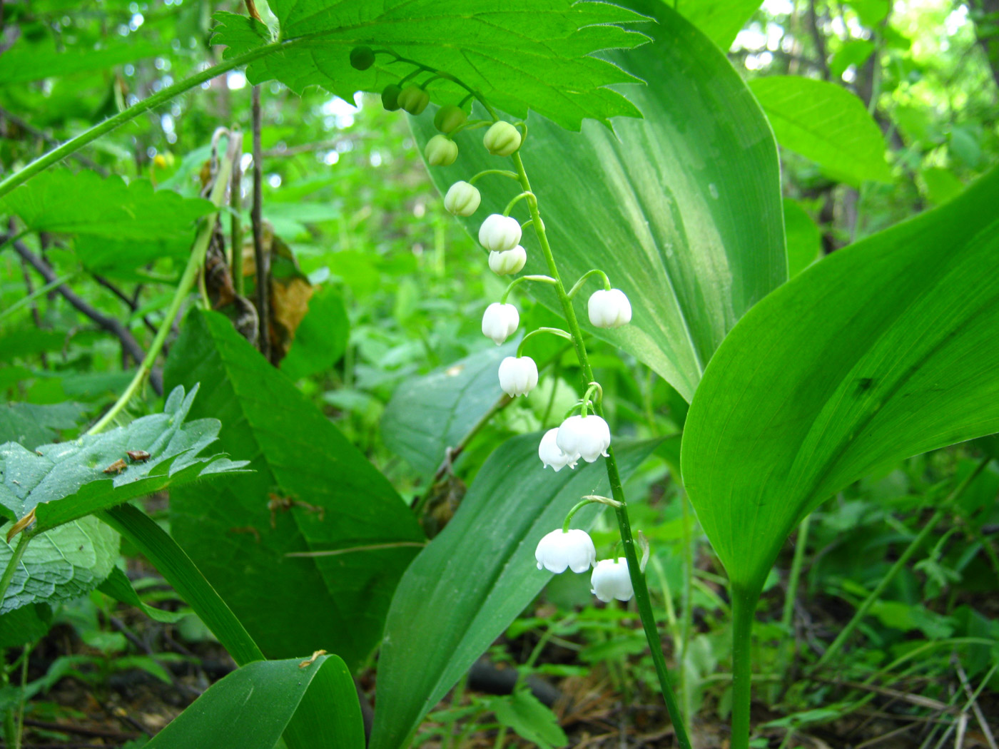 Изображение особи Convallaria majalis.