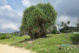 Pandanus tectorius. Плодоносящее растение на полосе зелёных насаждений вдоль пляжа. Таиланд, о-в Пхукет, курорт Карон. 14.01.2017.