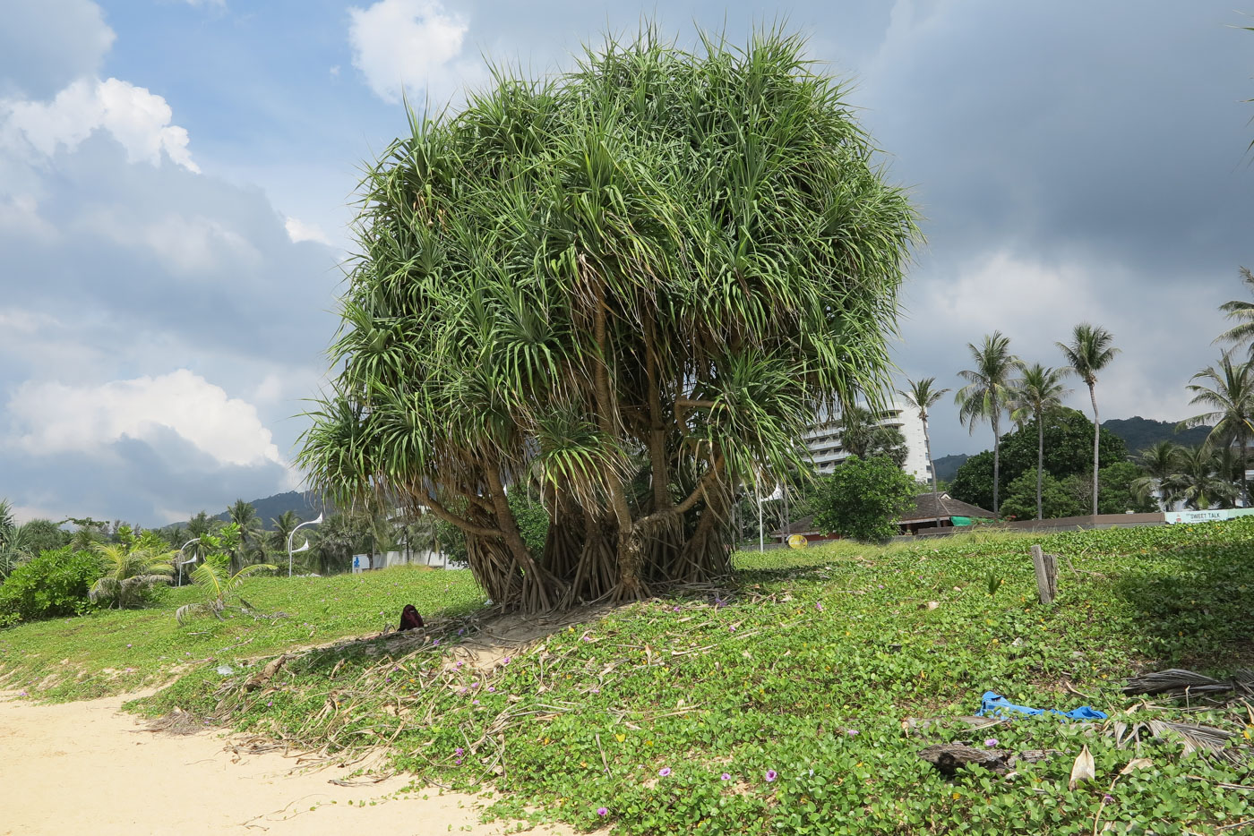 Изображение особи Pandanus tectorius.