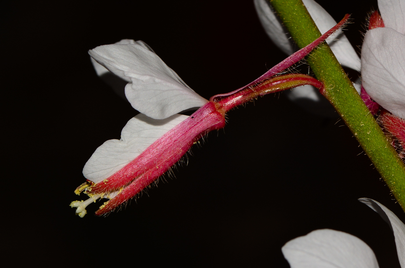 Image of Gaura lindheimeri specimen.