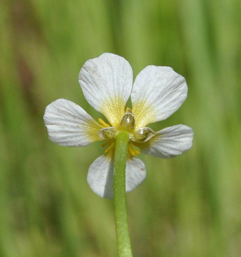 Изображение особи Ranunculus trichophyllus.