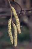 Corylus avellana