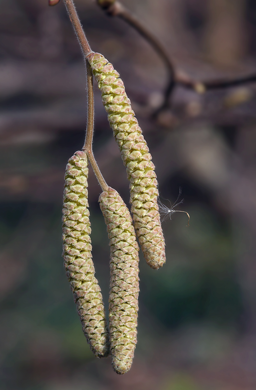 Image of Corylus avellana specimen.