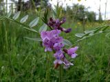 Vicia sepium