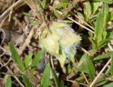 Thymus marschallianus. Галл. Украина, г. Запорожье, балка Щавелевая, степь. 08.05.2017.