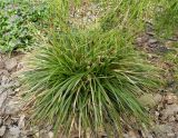 Carex brevicollis