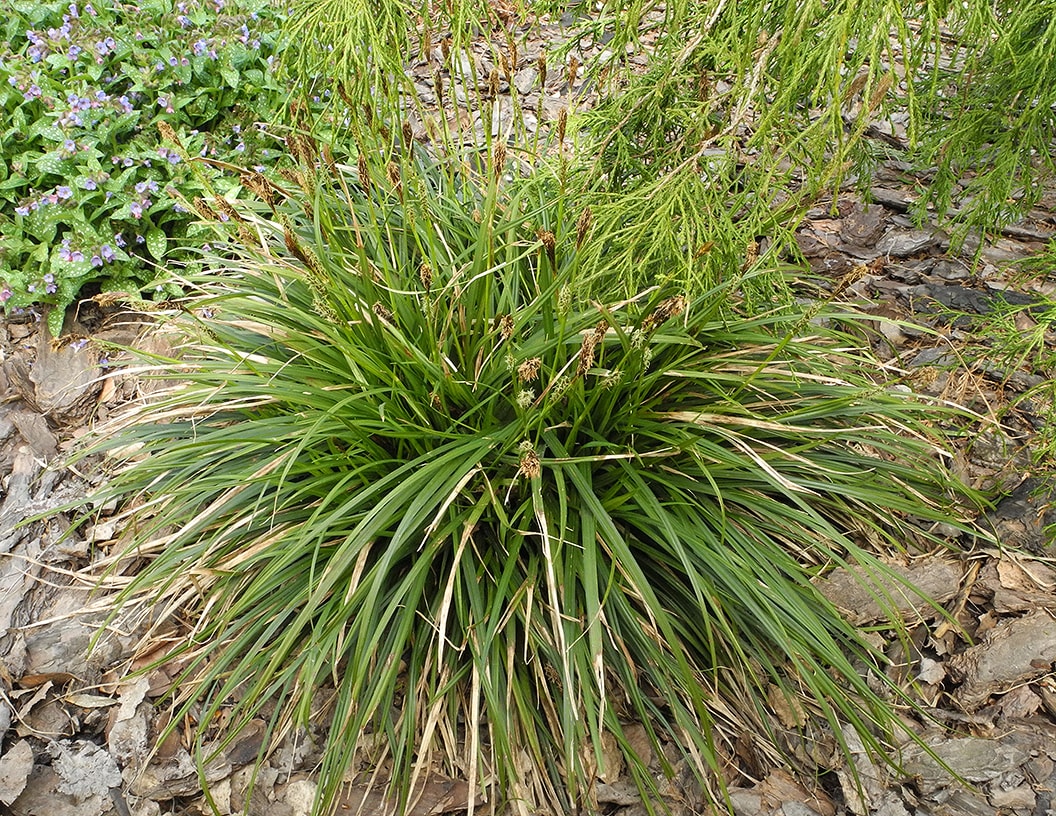 Изображение особи Carex brevicollis.