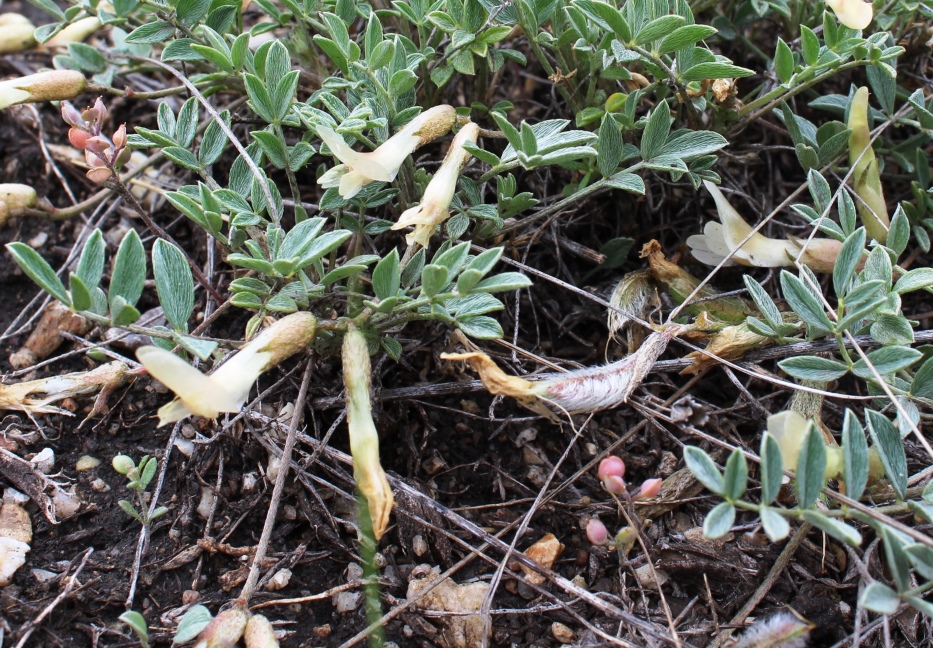 Image of Astragalus depauperatus specimen.