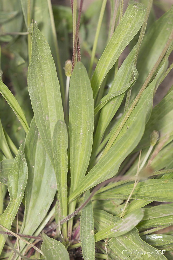 Image of Plantago lanceolata specimen.