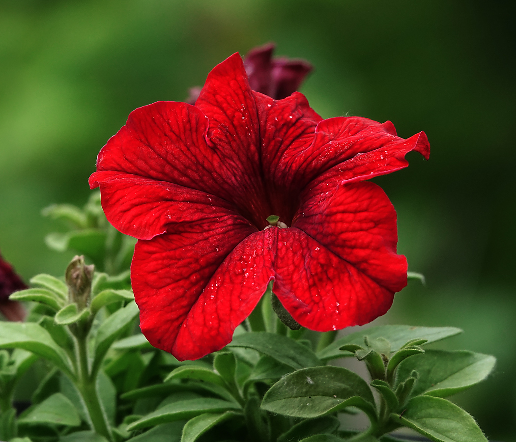 Изображение особи Petunia &times; hybrida.