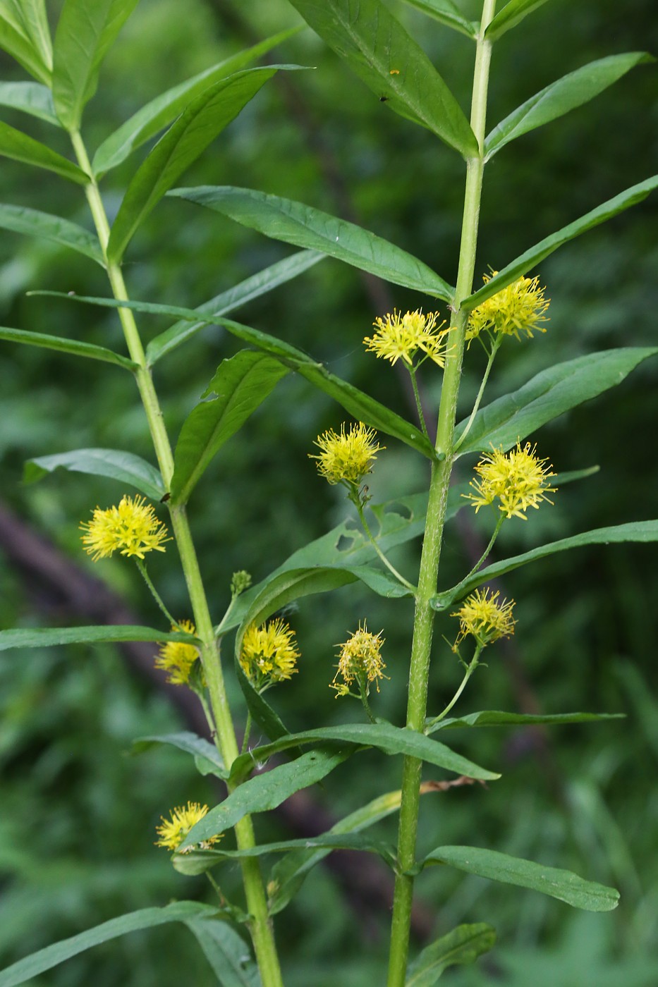 Изображение особи Naumburgia thyrsiflora.