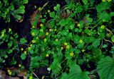 Saxifraga cymbalaria. Цветущие растения. Адыгея, окр. пос. Каменномостский, долина р. Руфабго, влажный каменистый берег реки. 03.07.2017.