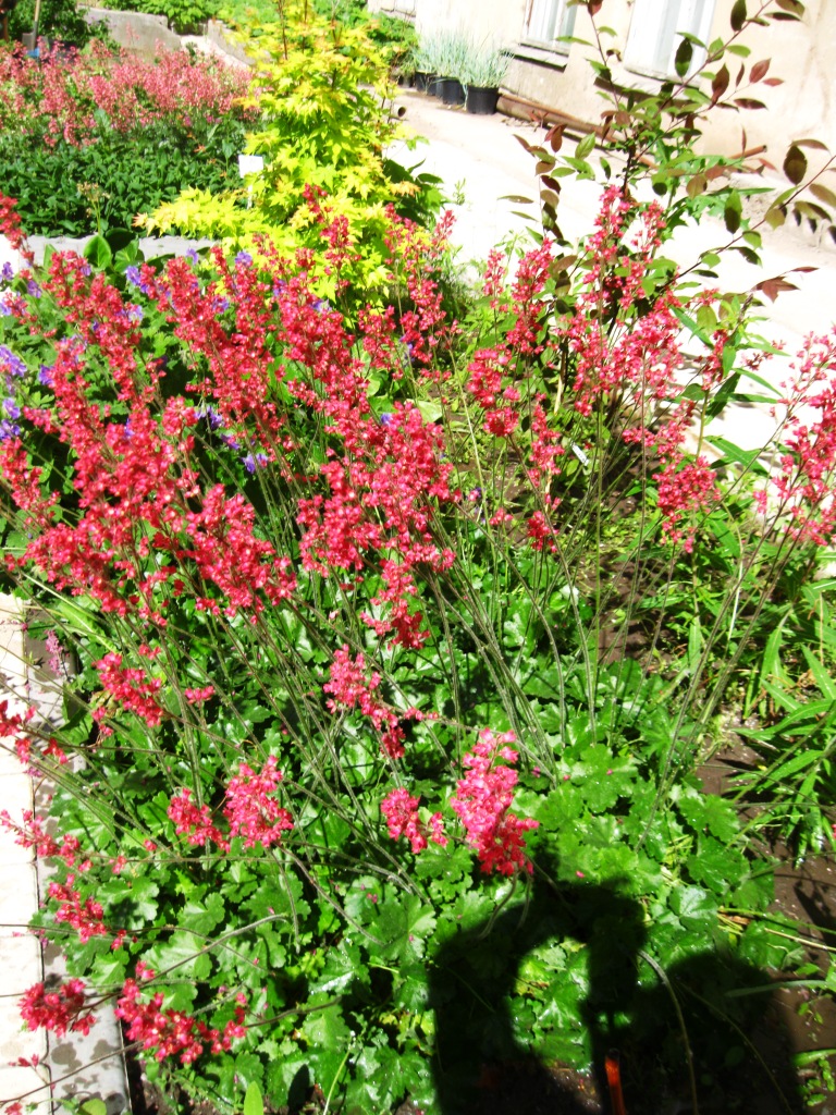 Image of Heuchera sanguinea specimen.