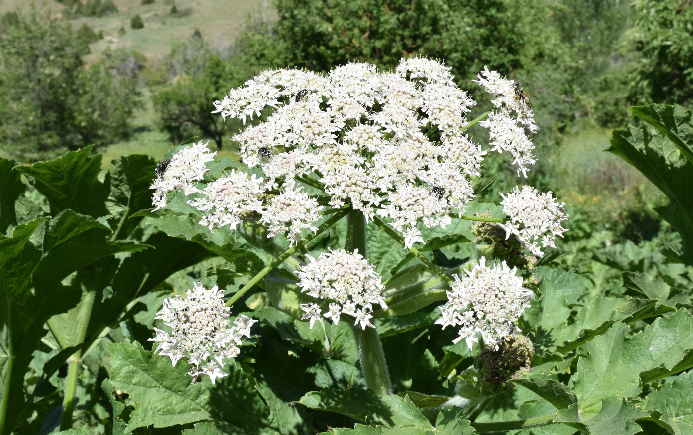 Изображение особи Heracleum lehmannianum.