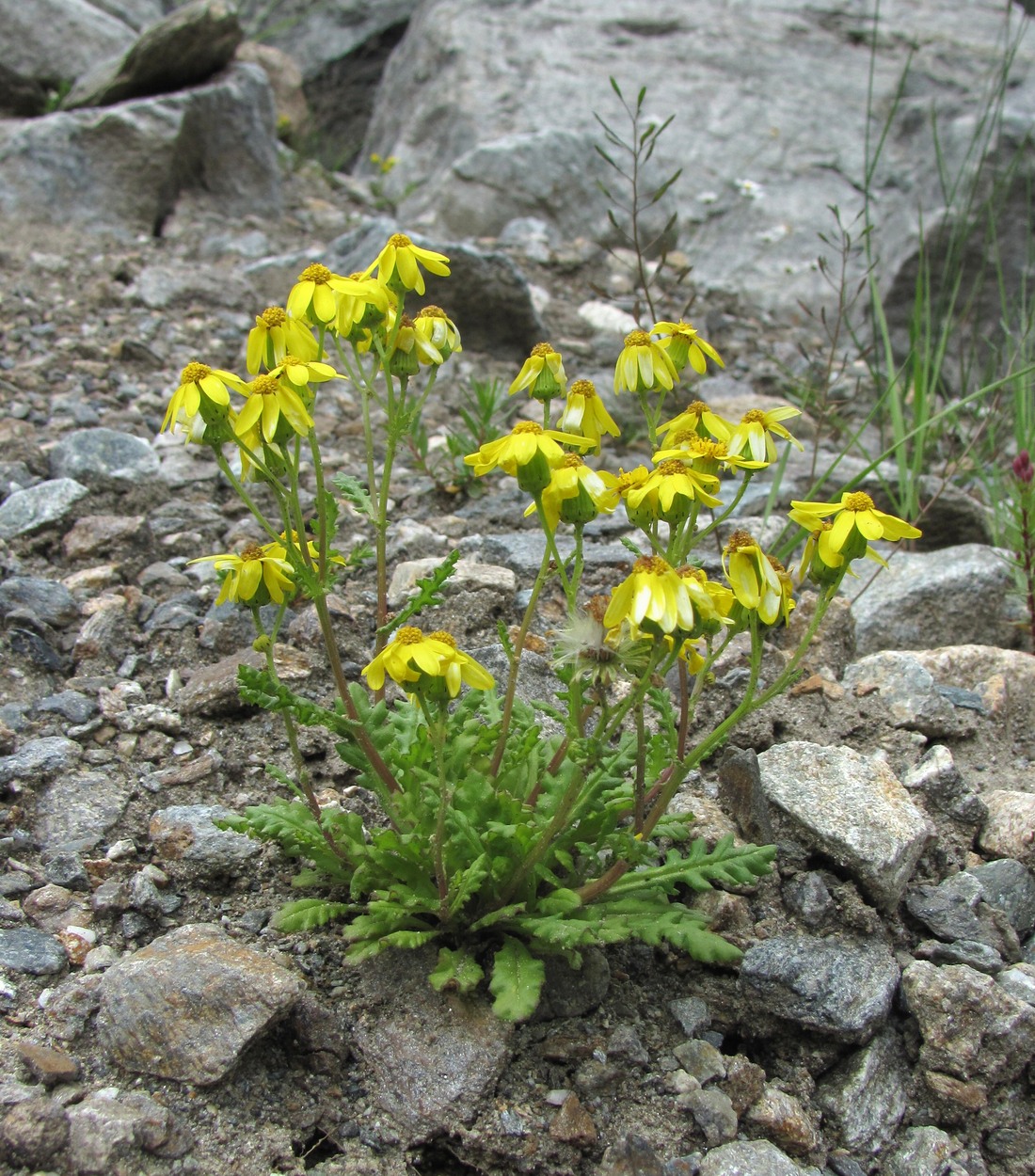 Image of Senecio sosnovskyi specimen.