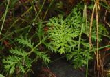 Artemisia laciniata