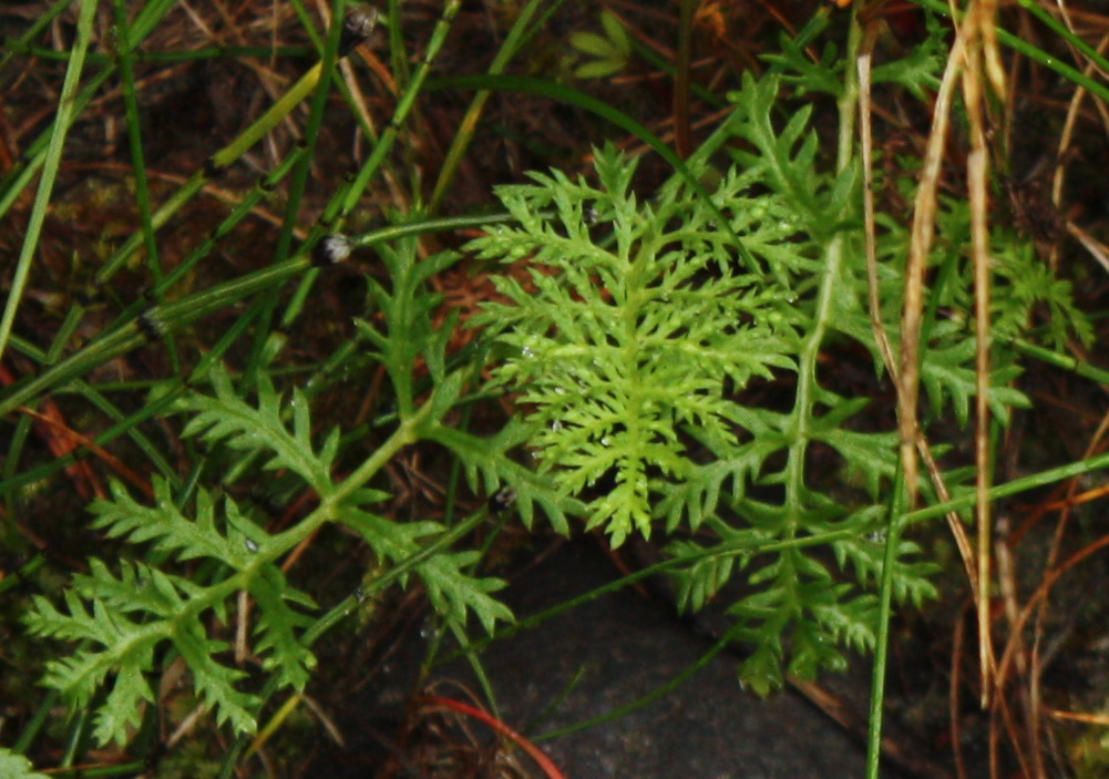 Изображение особи Artemisia laciniata.