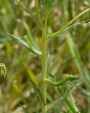 Oenothera pallida