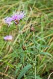 Centaurea jacea. Верхушка растения с соцветиями. Ленинградская обл., Кингисеппский р-н, Кургальский п-ов, окр. дер. Тисколово, луг возле дороги. 28.08.2017.