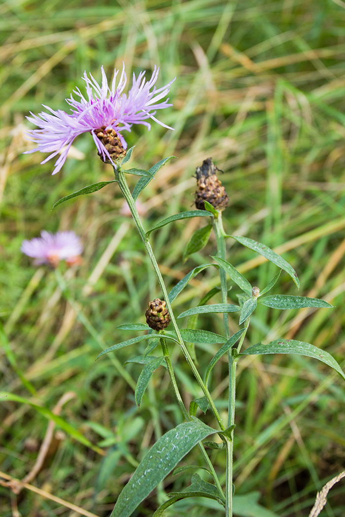 Image of Centaurea jacea specimen.