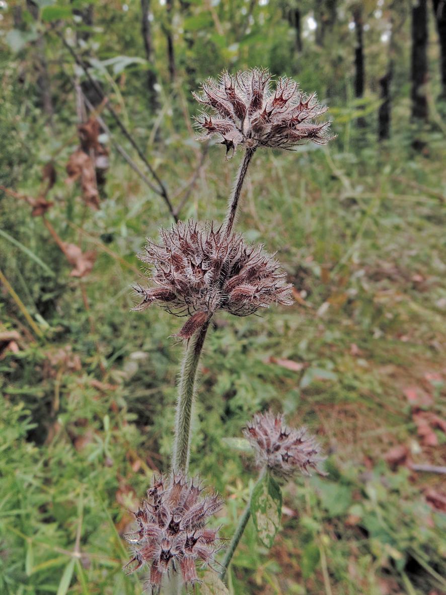 Изображение особи Clinopodium vulgare.