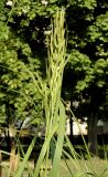 Spartina pectinata