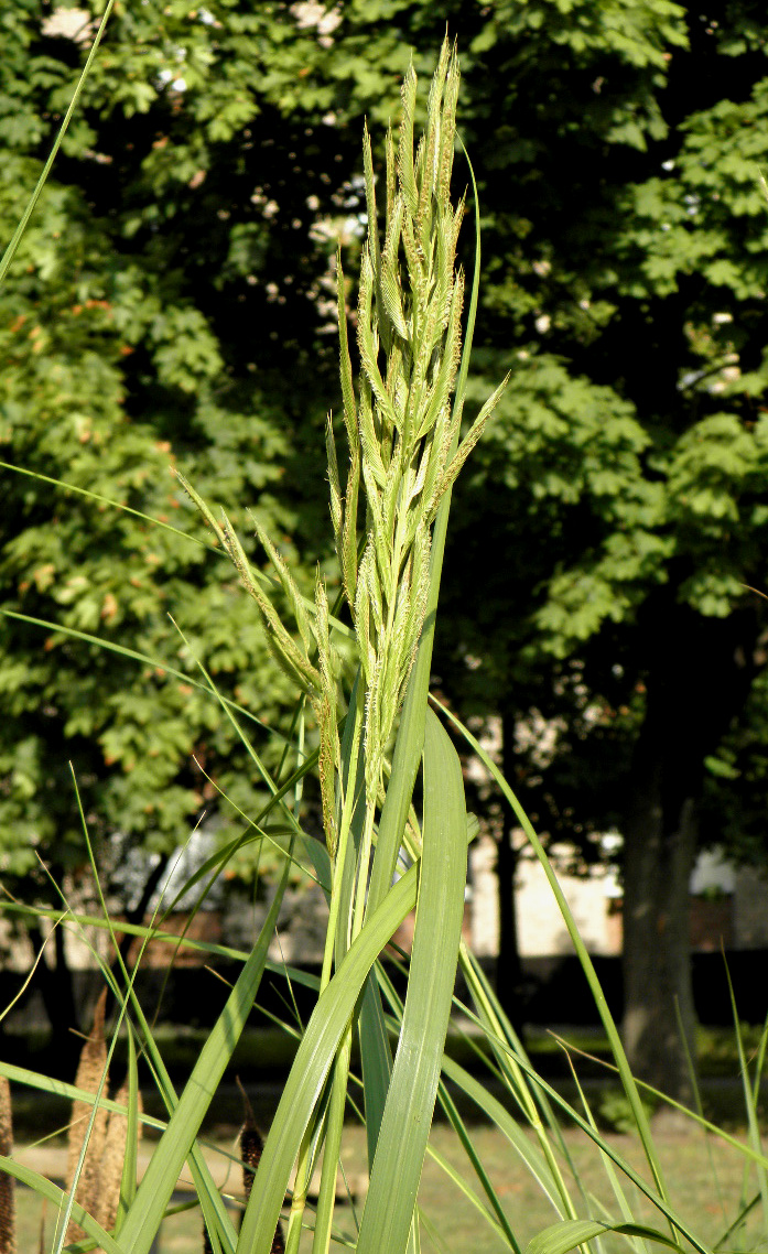 Изображение особи Spartina pectinata.