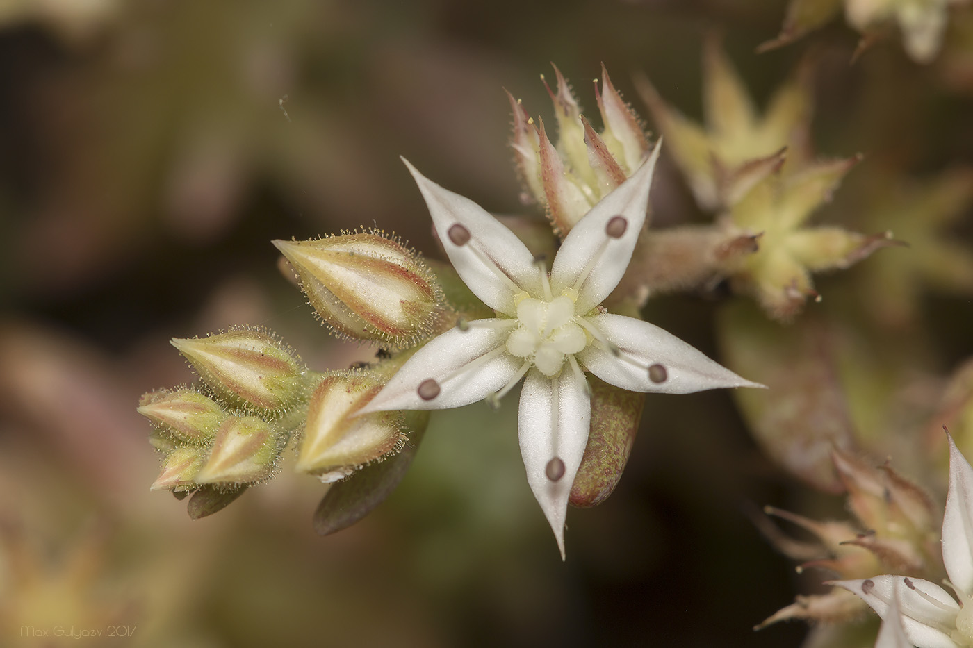 Изображение особи Sedum pallidum.