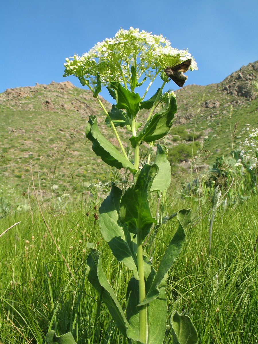 Image of Cardaria repens specimen.