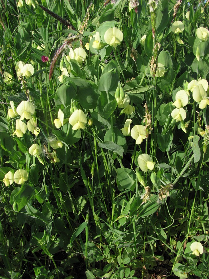 Image of Lathyrus aphaca specimen.