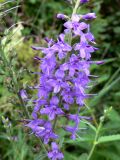 Veronica longifolia. Часть соцветия. Свердловская обл., Североуральский городской округ, окр. пос. Крутой Лог, бывшая дер. Высотинка, берег р. Вагран, опушка сосново-елового леса. 29.07.2017.