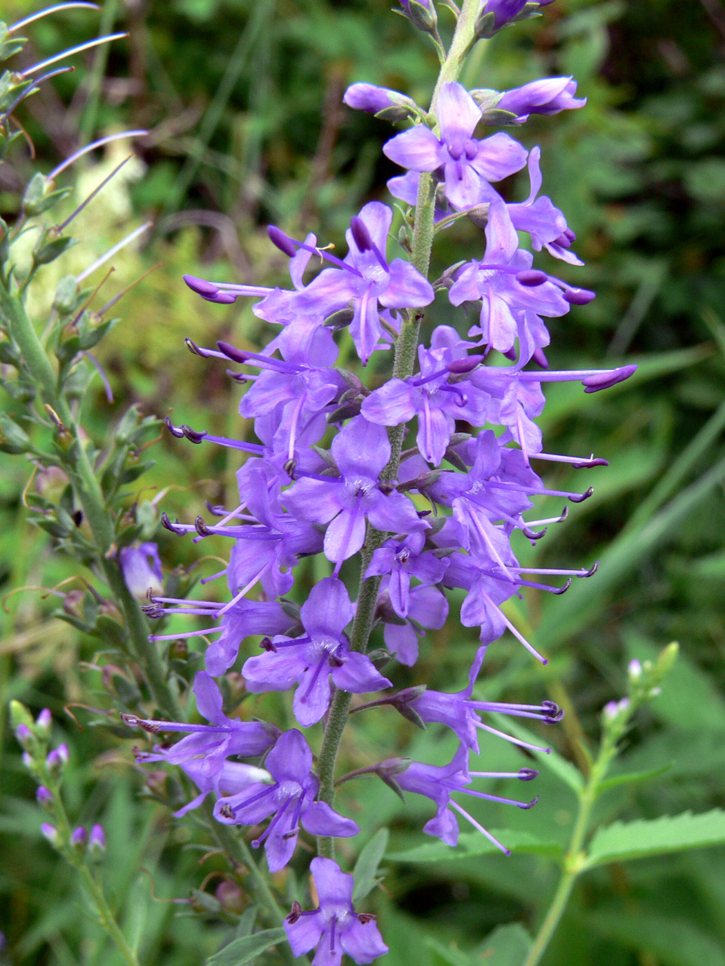 Изображение особи Veronica longifolia.