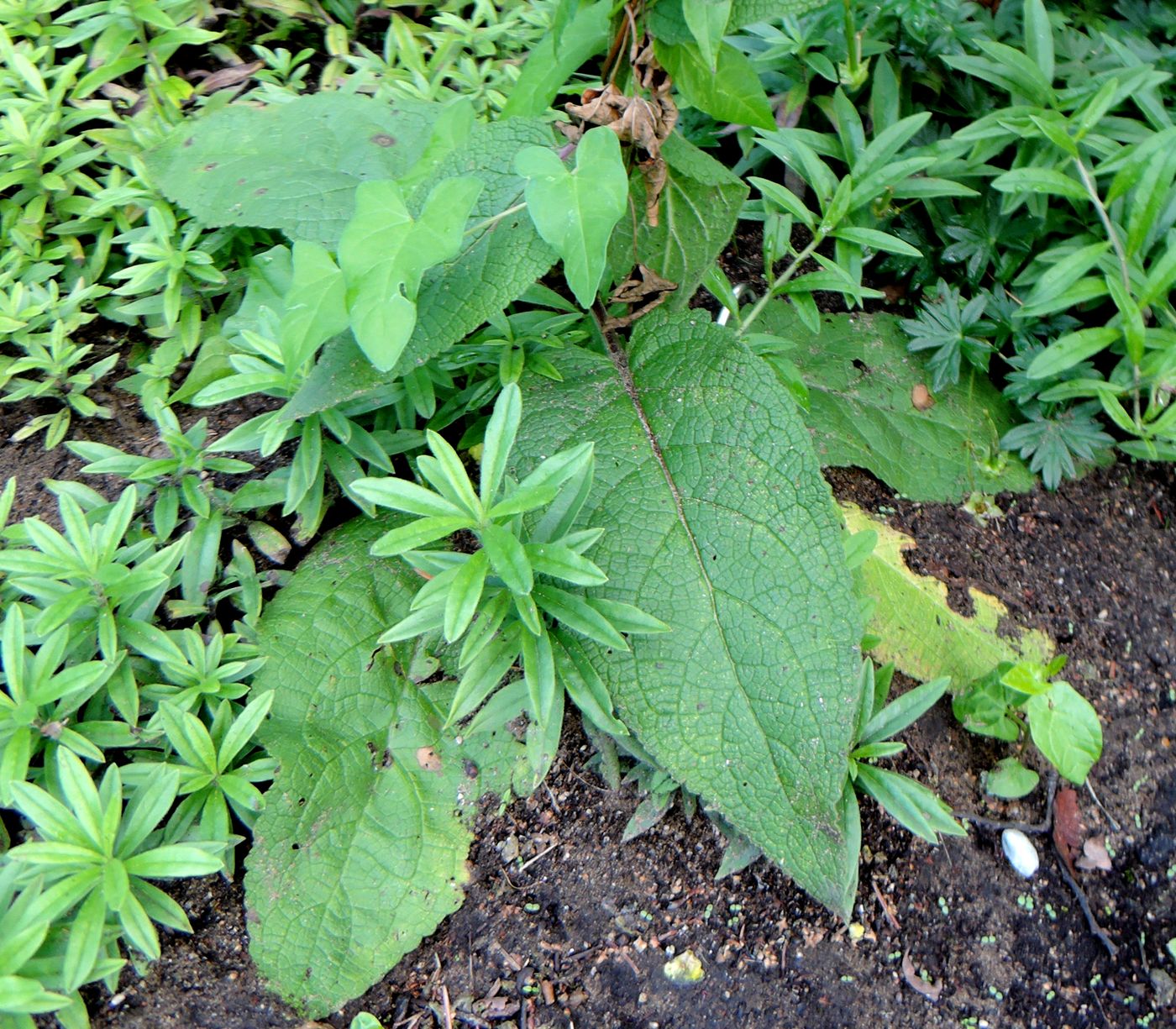 Изображение особи Verbascum nigrum.