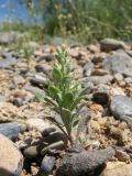 Alyssum szovitsianum. Плодоносящее растение. Казахстан, вост. предгорья хр. Каратау, сев. кромка котловины оз. Кызылколь, галечниковые наносы на пестроцветах на склоне юго-зап. экспозиции. 25 апреля 2017 г.