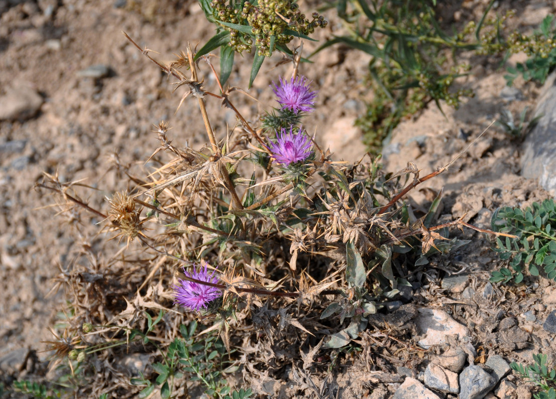 Image of genus Cousinia specimen.