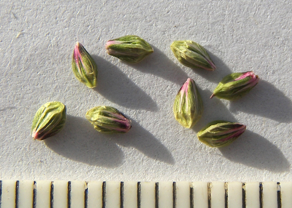 Image of Polygonum arenastrum var. caspicum specimen.