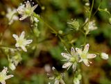 Saxifraga spinulosa. Верхушки побегов с цветками и плодом. Якутия, Алданский р-н, левый берег р. Алдан в 6 км выше г. Томмот, задернованный склон. 27.06.2016.