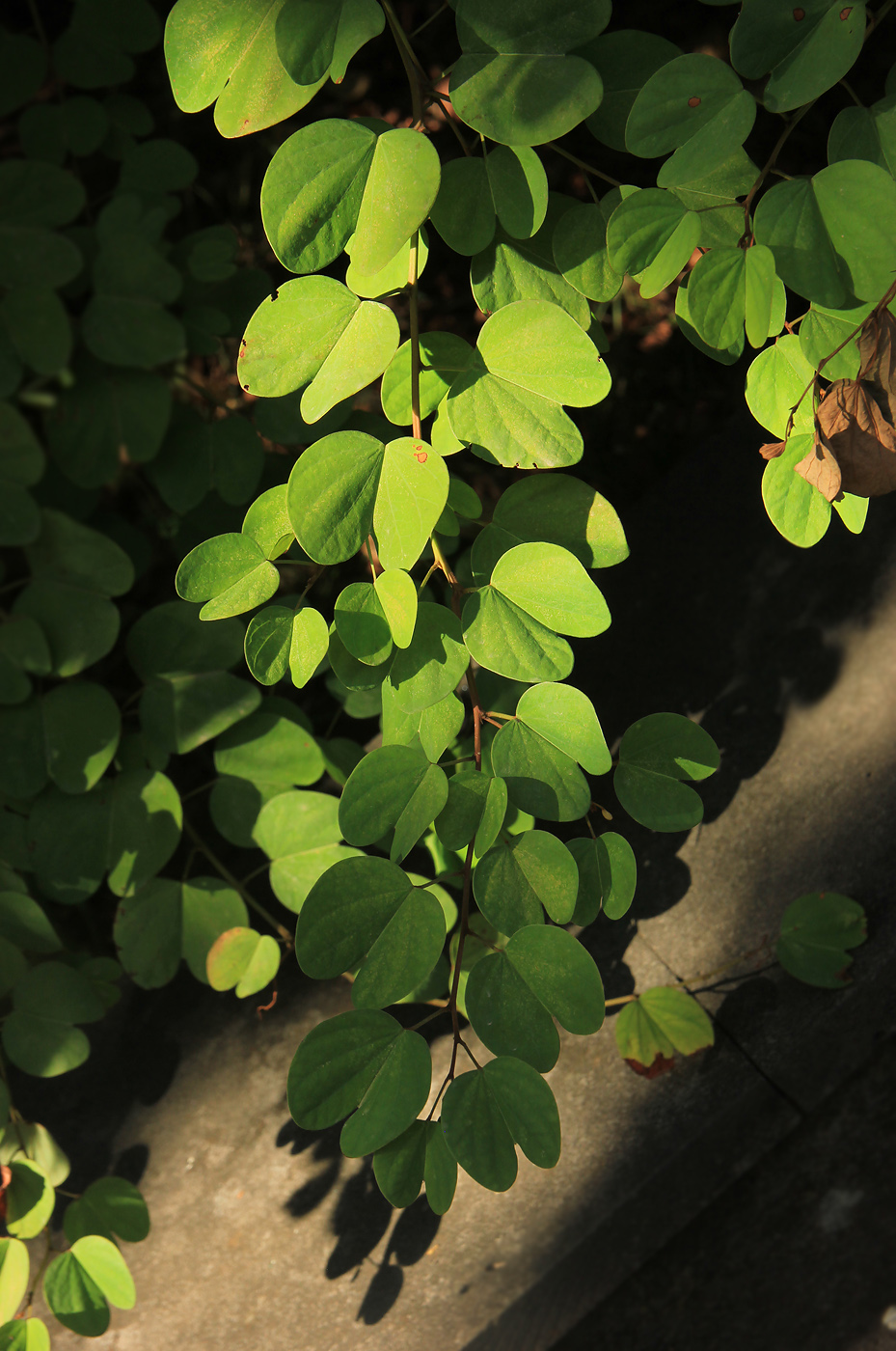 Image of Bauhinia brachycarpa specimen.