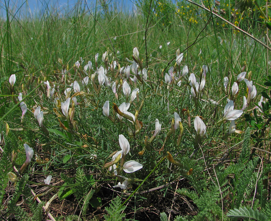 Изображение особи Astragalus ucrainicus.