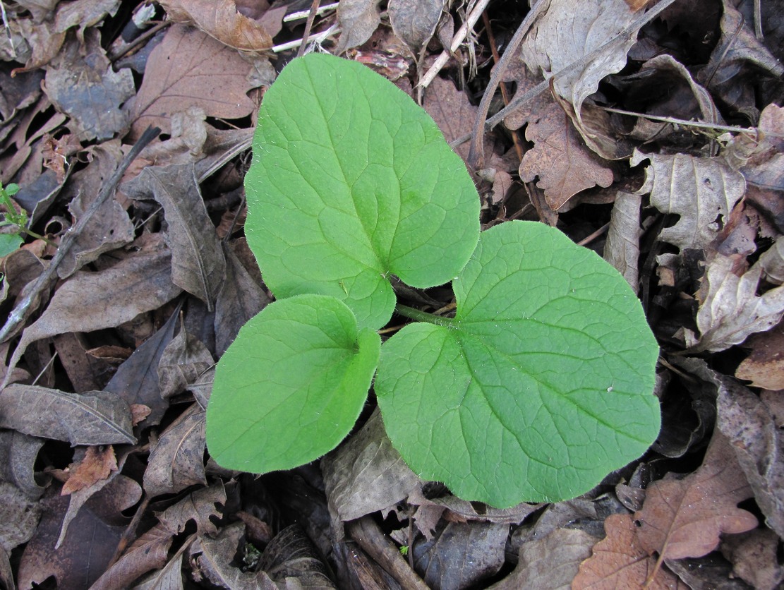 Image of Doronicum orientale specimen.