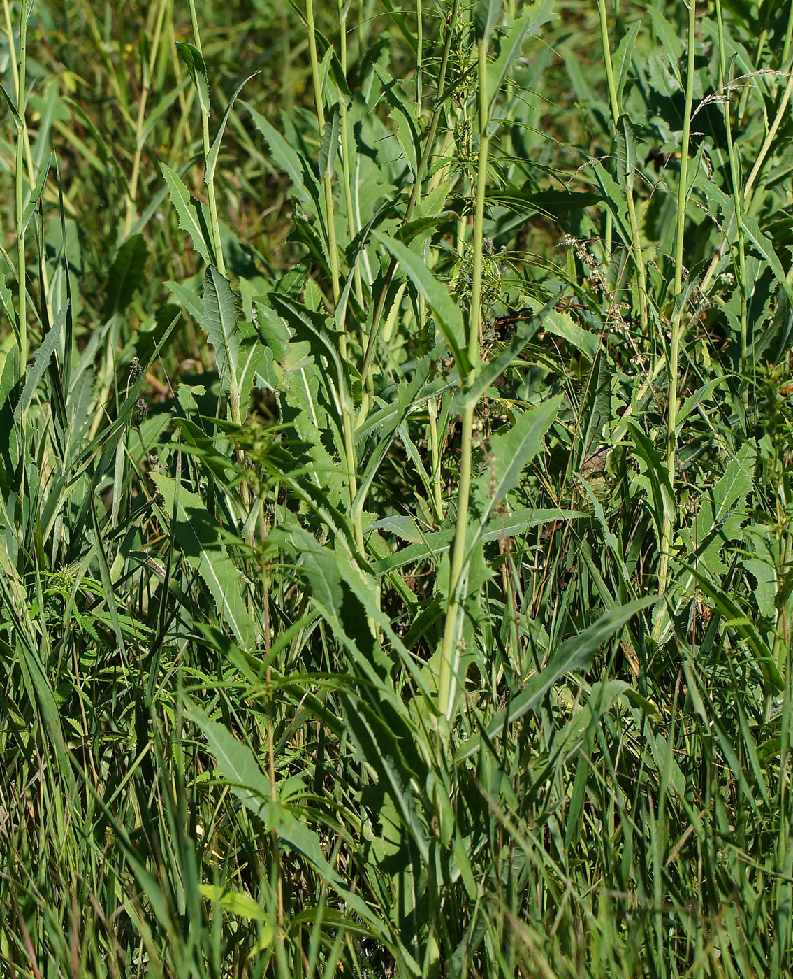 Image of Sonchus arvensis ssp. uliginosus specimen.