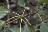 Populus trichocarpa. Часть удлинённого побега. Москва, Главный ботанический сад им. Н.В. Цицина РАН, в культуре. 03.10.2017.