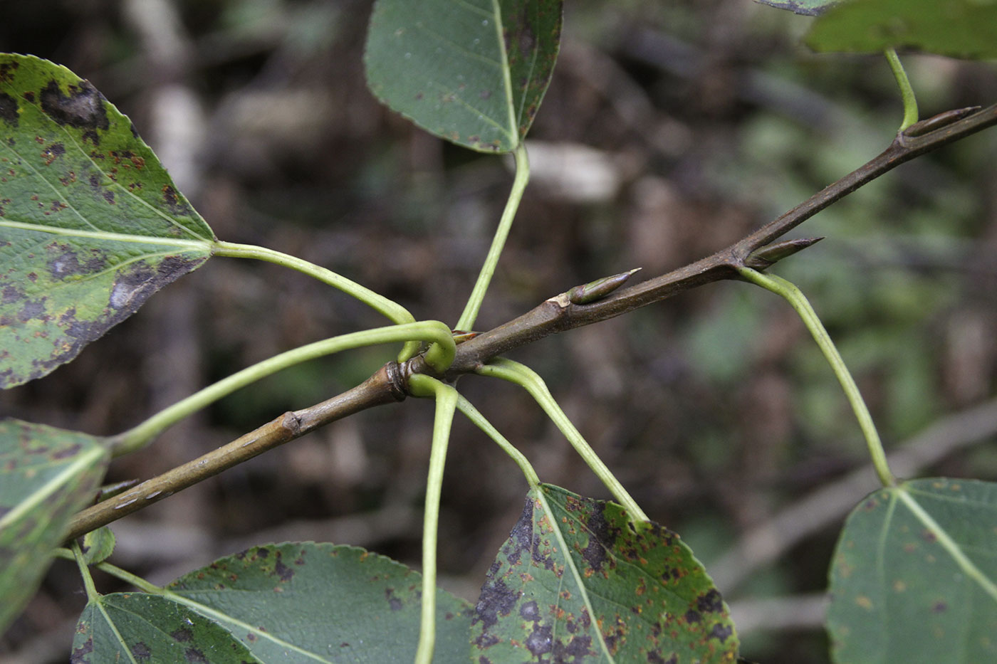 Изображение особи Populus trichocarpa.