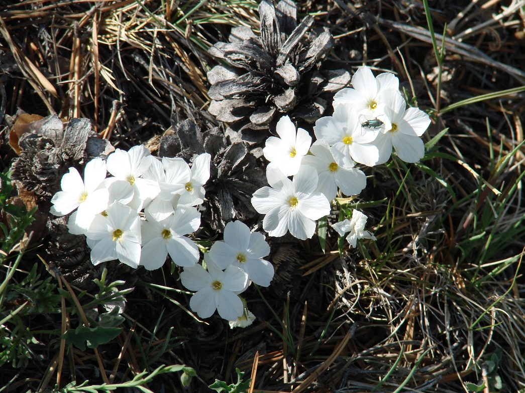 Image of Phlox sibirica specimen.