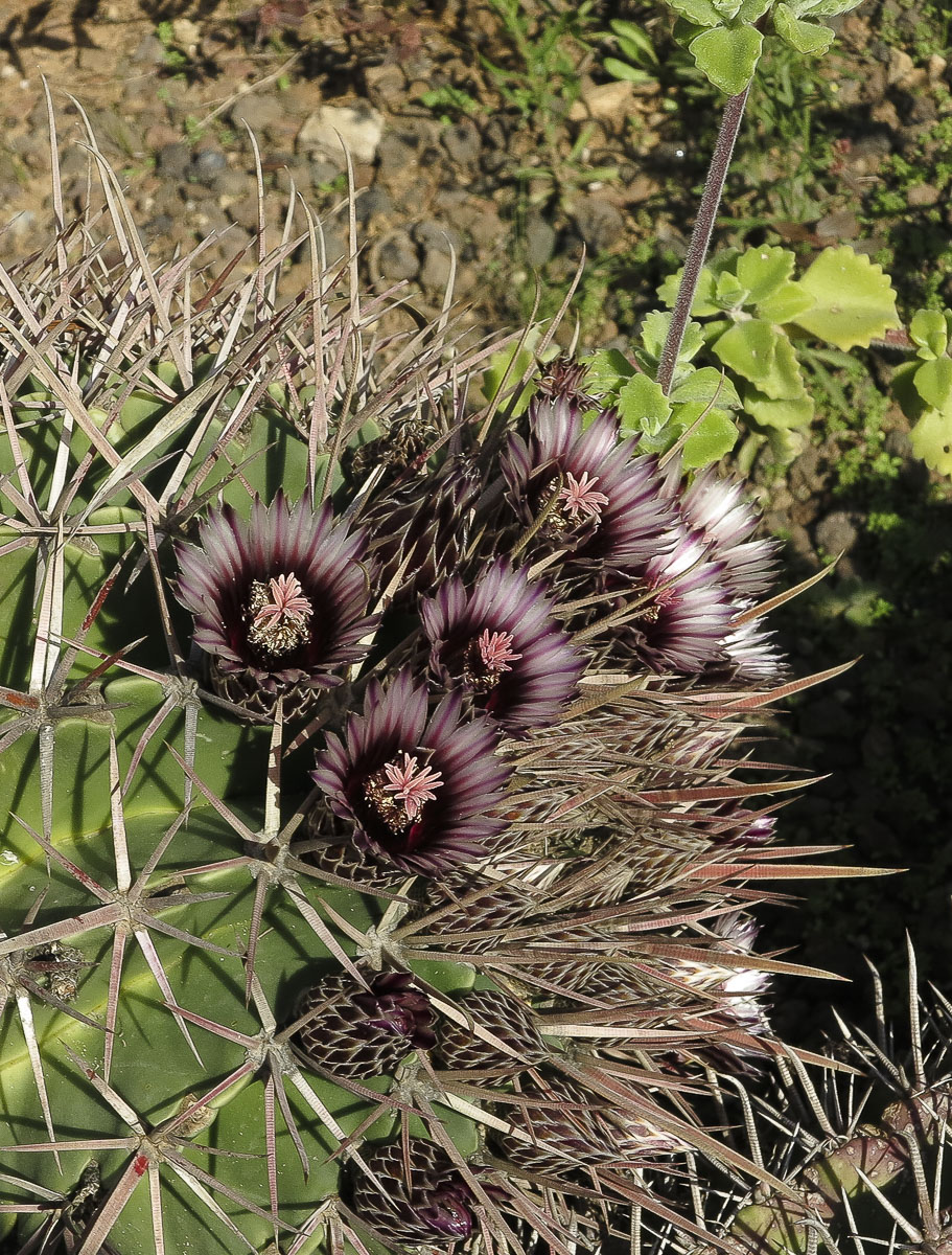 Изображение особи Ferocactus recurvus.