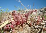 семейство Chenopodiaceae. Вегетирующие растения. Казахстан, Кызыл-Ординская обл., г. Байконур, засоленная пойма р. Сыр-Дарьи. 30.06.2009.