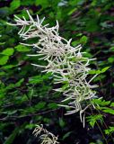 Aruncus sylvestris. Соцветие. Адыгея, окр. пос. Каменномостский, долина р. Руфабго, крутой склон в широколиственном лесу. 03.07.2017.